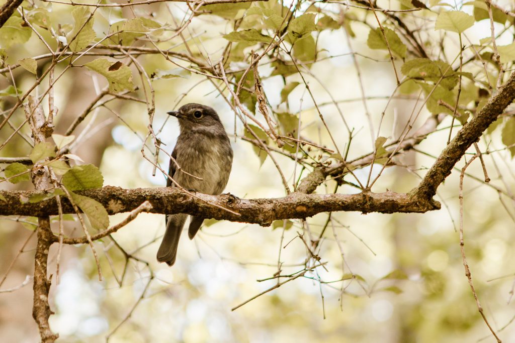 Scenic Cruise Guided Walk Hidden Lakes