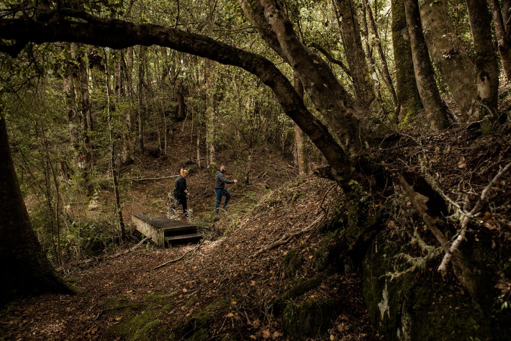 Scenic Cruise Guided Walk Hidden Lakes