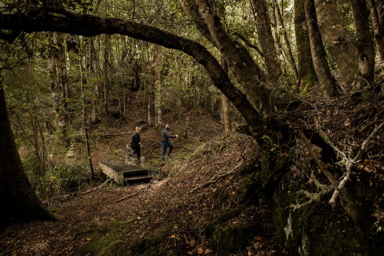 Scenic Cruise Guided Walk Hidden Lakes